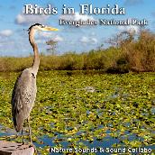 Birds in Florida -Everglades National Park-