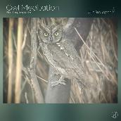 Owl Meditation: Bird Song Inspiration