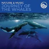 Nature & Music: Journey Of The Whales
