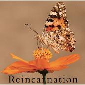 Reincarnation 【通常盤B】