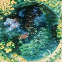 あたらよ「私雨に夏の灯を知る」