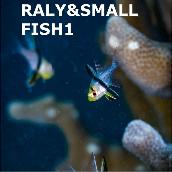 RALY&SMALL FISH1