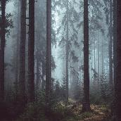 木と霧